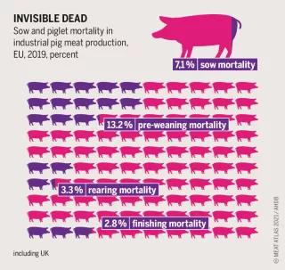 The enormous economy of scale in slaughterhouses has resulted in huge units with a far-flung network of dependent animal suppliers