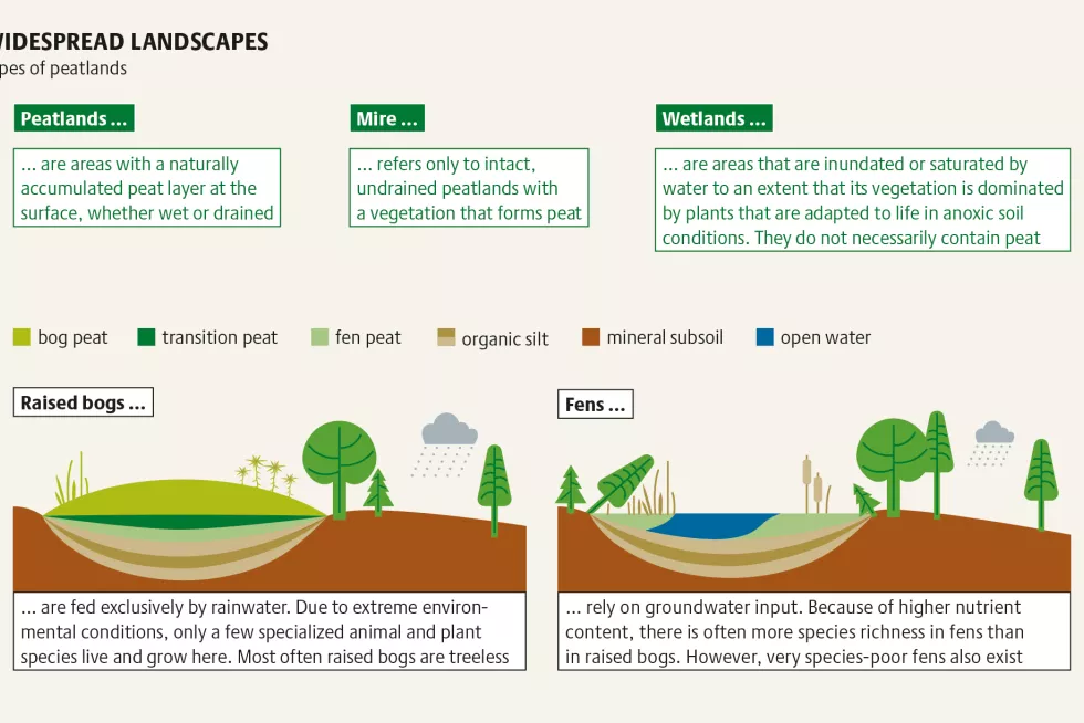 Fens vs. Bogs