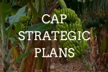 CAP bananas