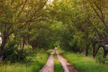 Walnut trees along an old road in abandoned vineyard 