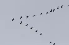 bird-wing-flock-formation-flight-fauna-1111137-pxhere.com_.jpg