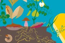 Soil Atlas 2024: Facts and figures about a vital resource