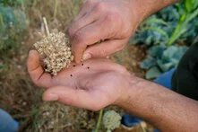 onion-seeds-saving-in-lebanon.jpg
