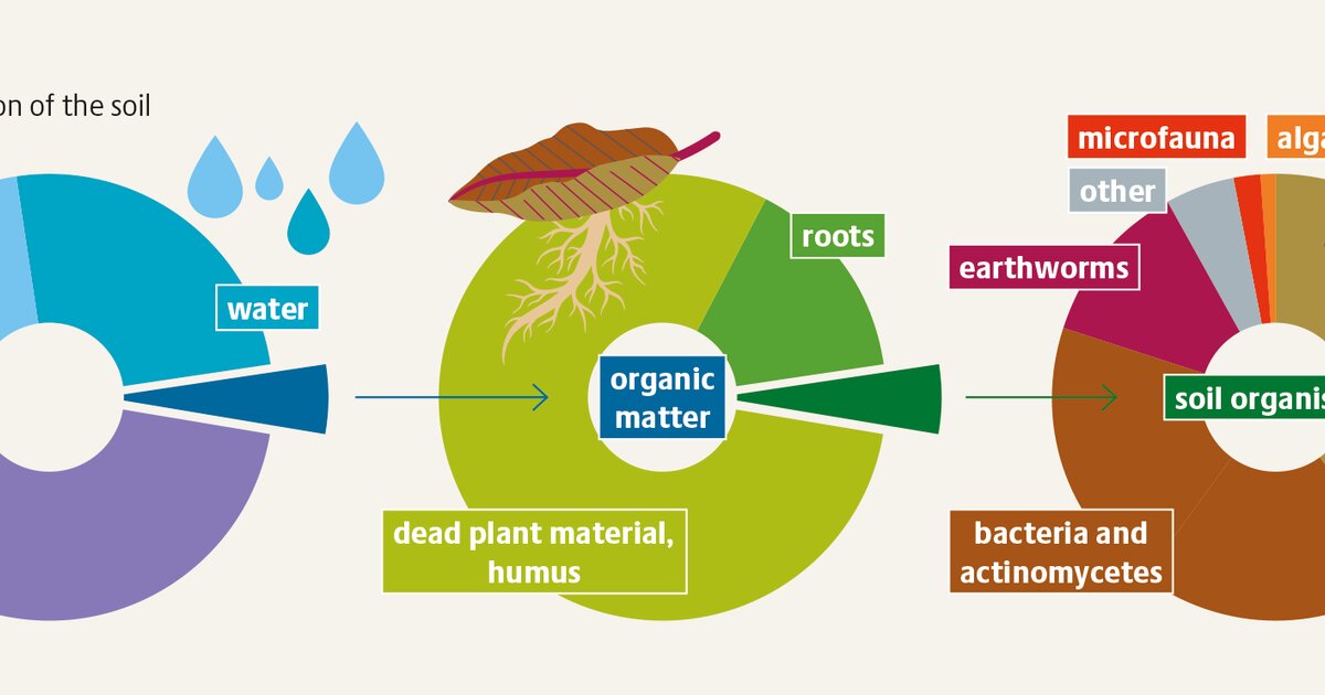 Ecosystem soil: the foundation of life | Heinrich Böll Stiftung ...