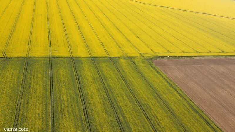 Rapeseed field in Serbia