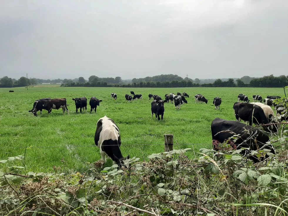 6-the-key-components-of-a-just-tranisiton.cattle_tipperary-2-1-Oliver-Moore-1536x1152.jpg
