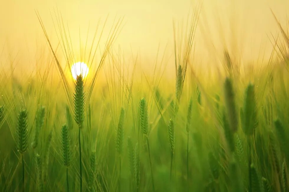 barley-field-1684052_1280.png