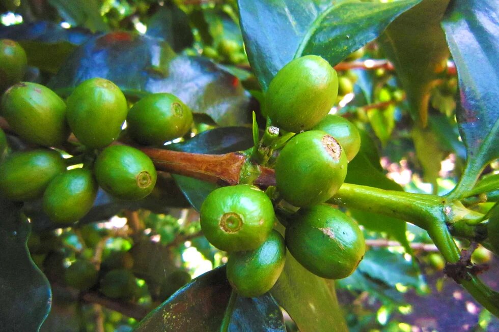 Coffee plantation in Colombia