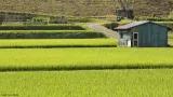 Rural scene in Japan